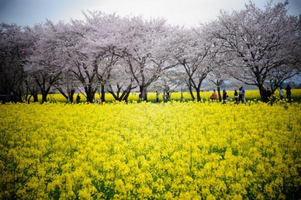 菜の花