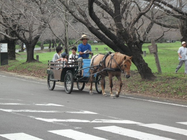 道産子マーナの馬車