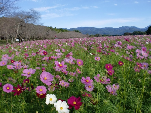 西都のコスモス