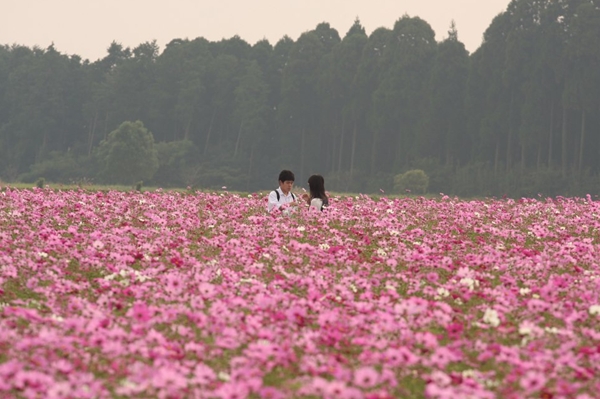 西都原のコスモス