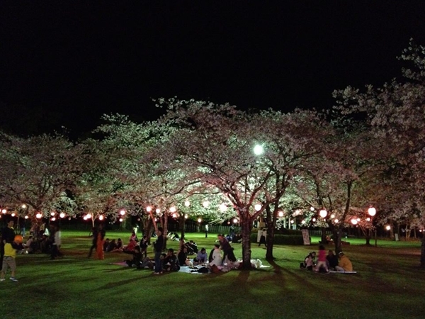 西都原の夜桜