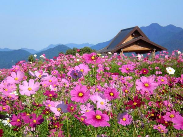 西都原のコスモス